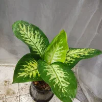 گیاه آپارتمانی دیفن باخیا فقط و فقط 195. ت