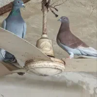 کبوتر