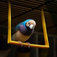 فنچ گلدین|پرنده|اصفهان, آزادگان|دیوار