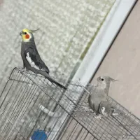 جفت عروس هلندی دستی سخن گو