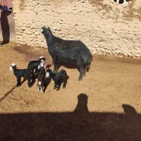 یک عدد قوچ قره چال