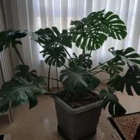 برگ انجیری مونسترا