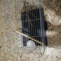 یک عدد عروس هلندی ماده|پرنده|تهران, هفده شهریور|دیوار