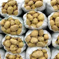 سیب زمینی خوراکی و بذری