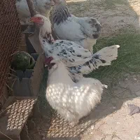 مرغ لاری چیل اس|حیوانات مزرعه|قائم‌شهر, |دیوار