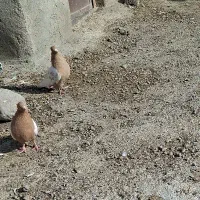 یک جفت ساری کوینح