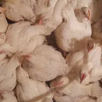 مرغ گوشتی اروگانیک|حیوانات مزرعه|شفت, |دیوار