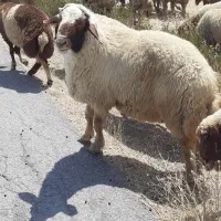 قوچ سنجابی داشتی.گوسفند|حیوانات مزرعه|کوزران, |دیوار