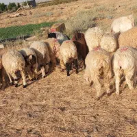 بره  سبک و بزغاله چاق