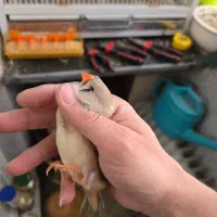 ماده انگلیسی اخمو نژاد دار