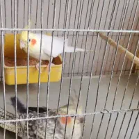 عروس هلندی با جوجه