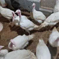 فروش بوقلمون بیوتی|حیوانات مزرعه|چالوس, |دیوار