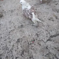 نر پشت گلی|حیوانات|قم, زنبیل آباد|دیوار