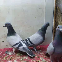 کفتر پلاکی و چادری اصل