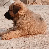 سگ سرابی