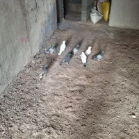 10عدد کبوتر