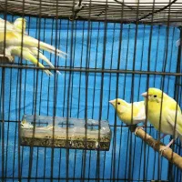 قناری امسالی