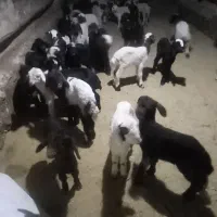 بره شیری درجه یک