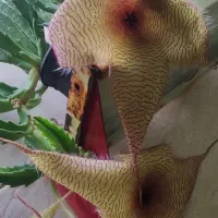 بامبو .گل و گیاه طبیعی|گل و گیاه طبیعی|ورامین, ورامین|دیوار