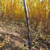 نهالستان تندرو زردآلوعسگرآبادسبزبرپایه آلوچه وحشی|خدمات باغبانی و درختکاری|مرند, |دیوار
