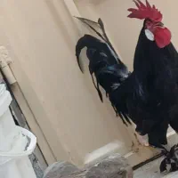 دوتا خروس عربی|حیوانات مزرعه|اهواز, کمپلو شمالی|دیوار