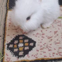 خرگوش نر هست