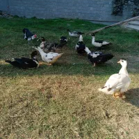 اردک|حیوانات مزرعه|گمیشان, |دیوار