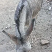 الاغ ماده جوان