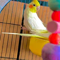 عروس هلندی لوتینو|پرنده|شوش, |دیوار