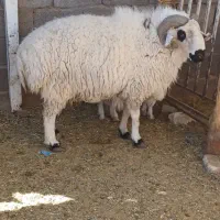 قوچ برای قورمه