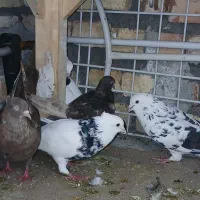 سلام ۵ عدد کبوتر|پرنده|کرمانشاه, |دیوار