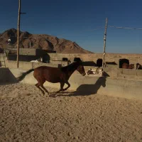 کره اسب نریون