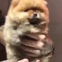 پامر ماده|سگ|اندیشه, اندیشه فاز ۶|دیوار