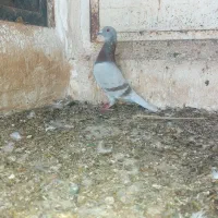 کبوتر رنگی ماده پیازی|پرنده|برازجان, |دیوار