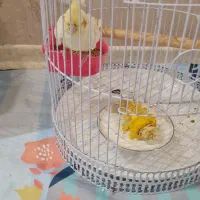 فروش عروس هلندی