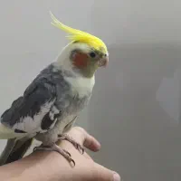 یک جفت عروس هلندی|پرنده|تهران, شهرک صادقیه|دیوار