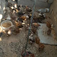 فروش تیله محلی|حیوانات مزرعه|لنده, |دیوار