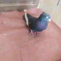 کفتر نر پرشی تهرانی وزد