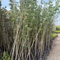 فروش نهال صنوبر با کیفیت|خدمات باغبانی و درختکاری|ساری, |دیوار