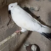 کبوتر کاکلی نرمست