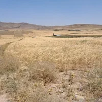 گندم