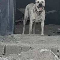 واگذاری سگ ماده