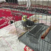 عروس هلندی