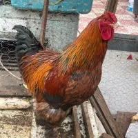 خروس برهما امپراطور