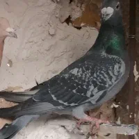 5نرمفت زدم زود ردشه جاندارم