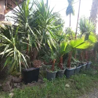 پالم سیکاس یوکا|گل و گیاه طبیعی|چهاردانگه (تهران), |دیوار