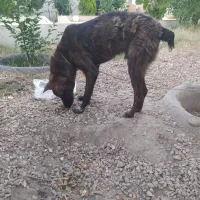 نژاد دار