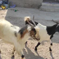 حیوان|حیوانات مزرعه|اهرم, |دیوار