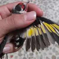 سهره نروماده|پرنده|دزفول, |دیوار