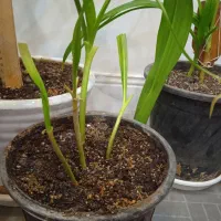 گل آپارتمانی.